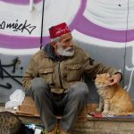 Istanbul City of Cats