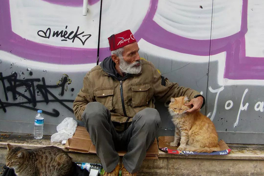 Istanbul, city of cats: